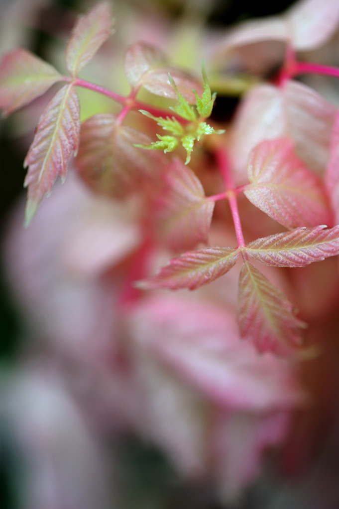 秋に芽吹くピンクの葉