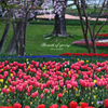 Breath of spring