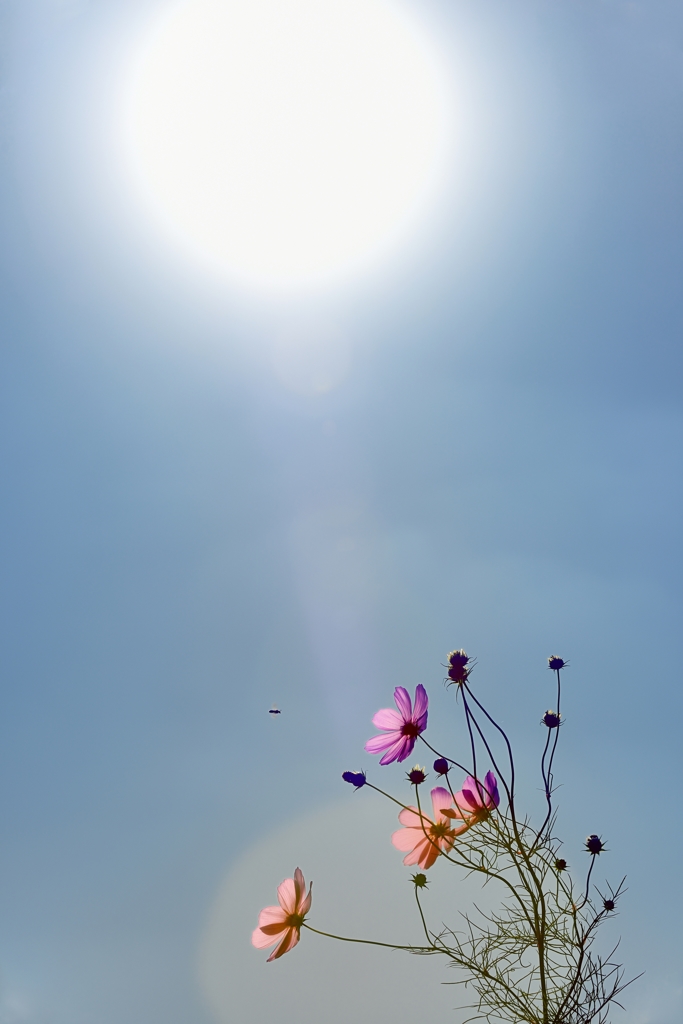 太陽に向かって咲く花は