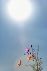 太陽に向かって咲く花は