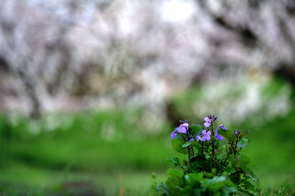 梅花洩れ陽に咲く
