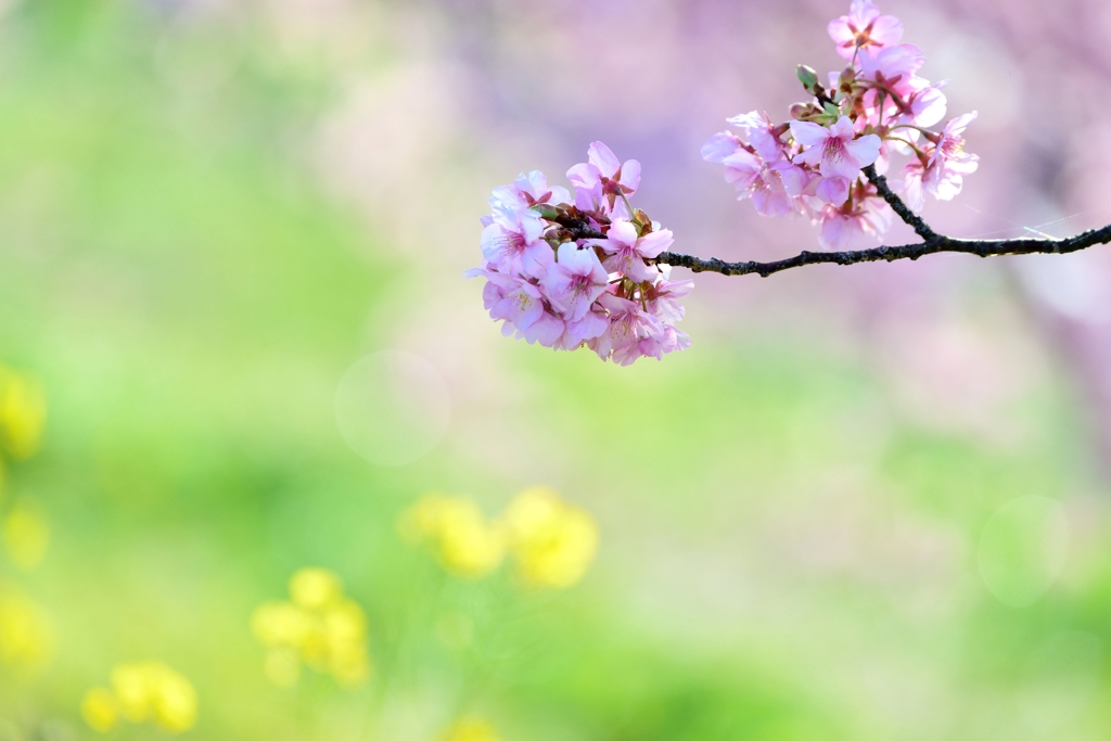 桜玉と菜玉