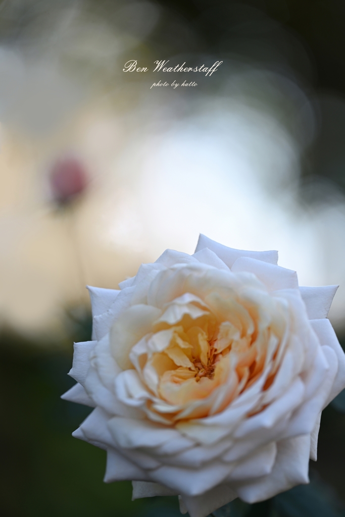 秘密の花園