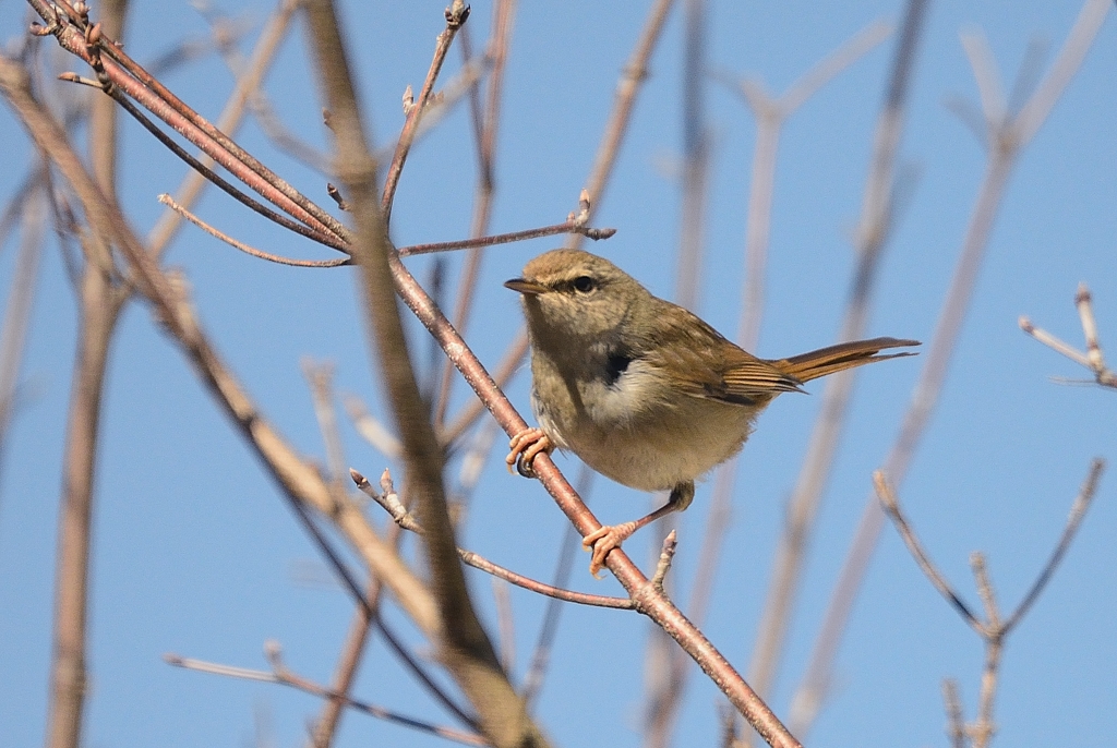 鶯まだ鳴かず