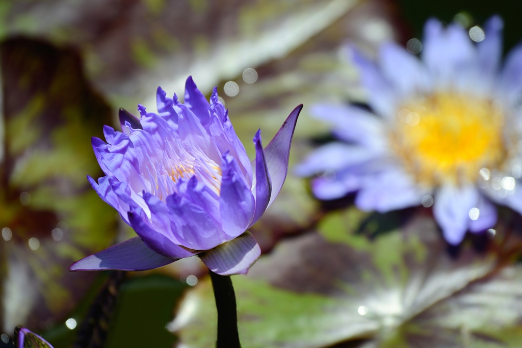 花　ときめく