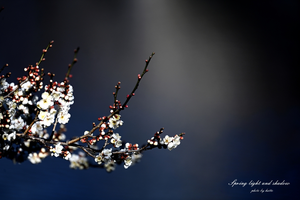 春 日 影