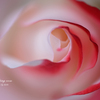 蕩け入る薔薇