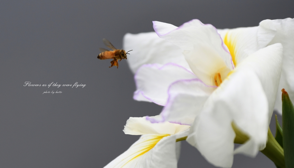 Flowers as if they were flying