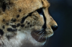 Hunter profile