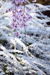 雪 波 花