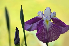金屏風に花菖蒲