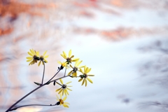 本堂へ橋をかけたり石蕗の花