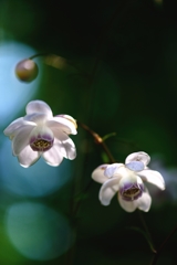 大和蓮華升麻