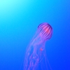 悠久の海に抱かれてⅡ