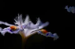 Crested iris（とさかのあるアイリス）
