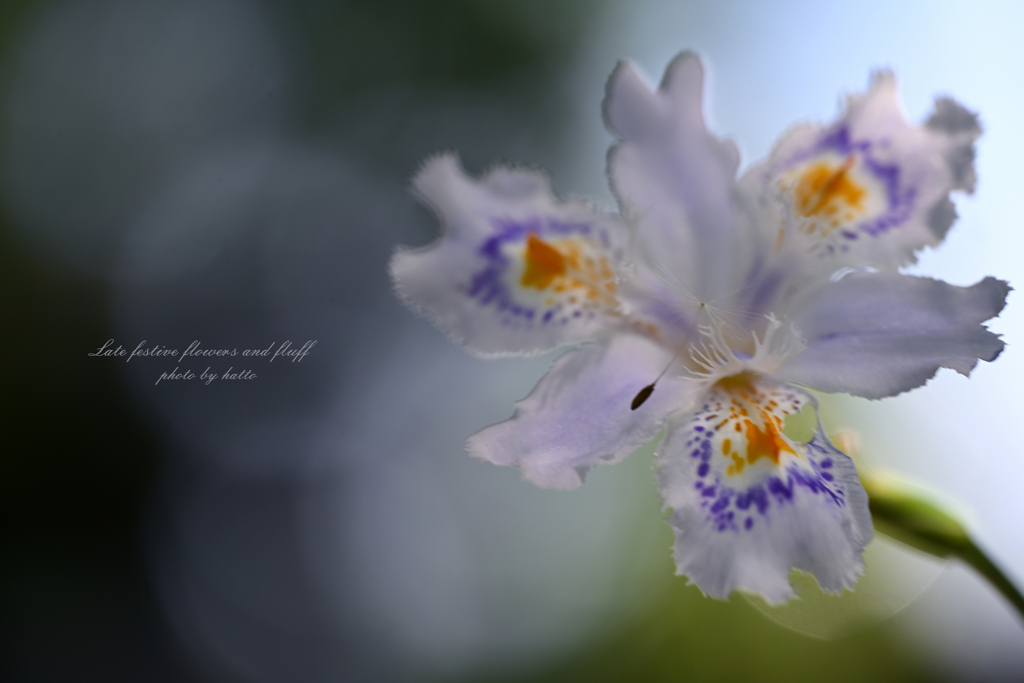 晩節の胡蝶花と綿毛