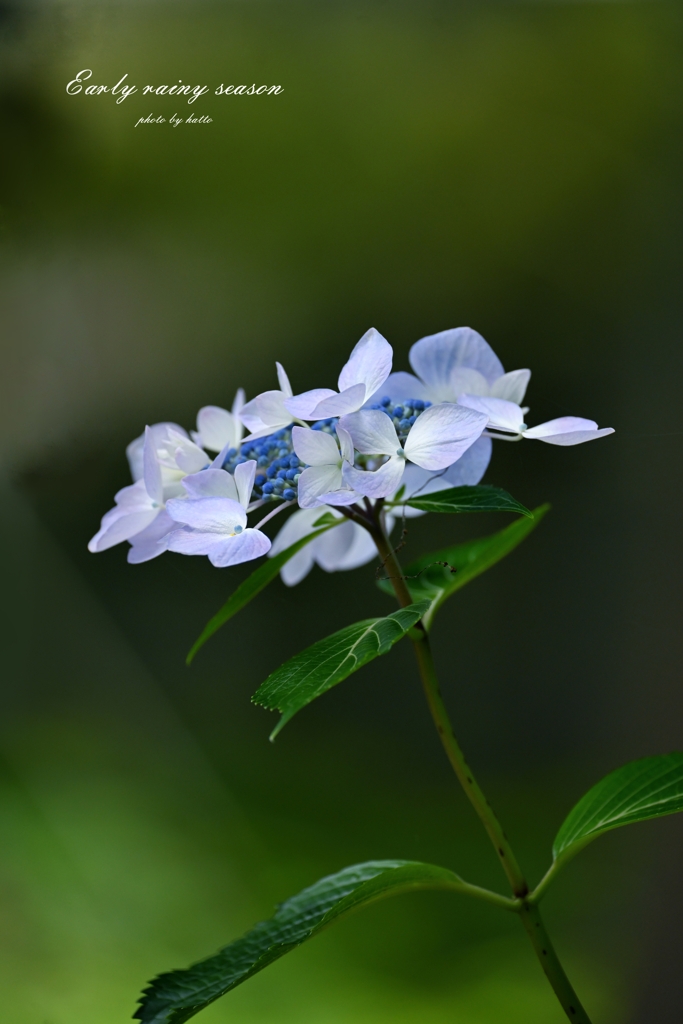 走り梅雨の華