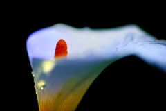 lily of the Nile