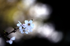 桜　雲