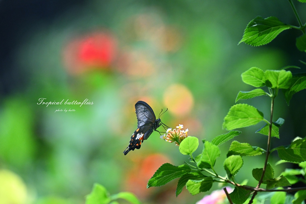 Tropical swallowtail butterfly