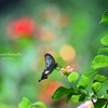 Tropical swallowtail butterfly