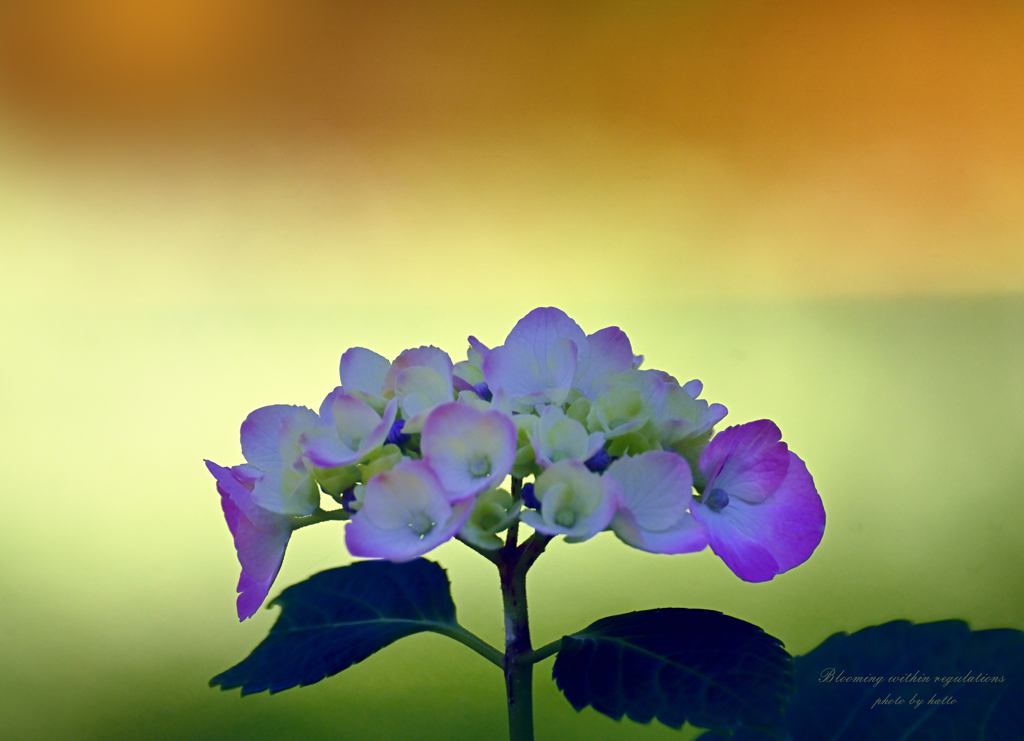 Blooming within regulations