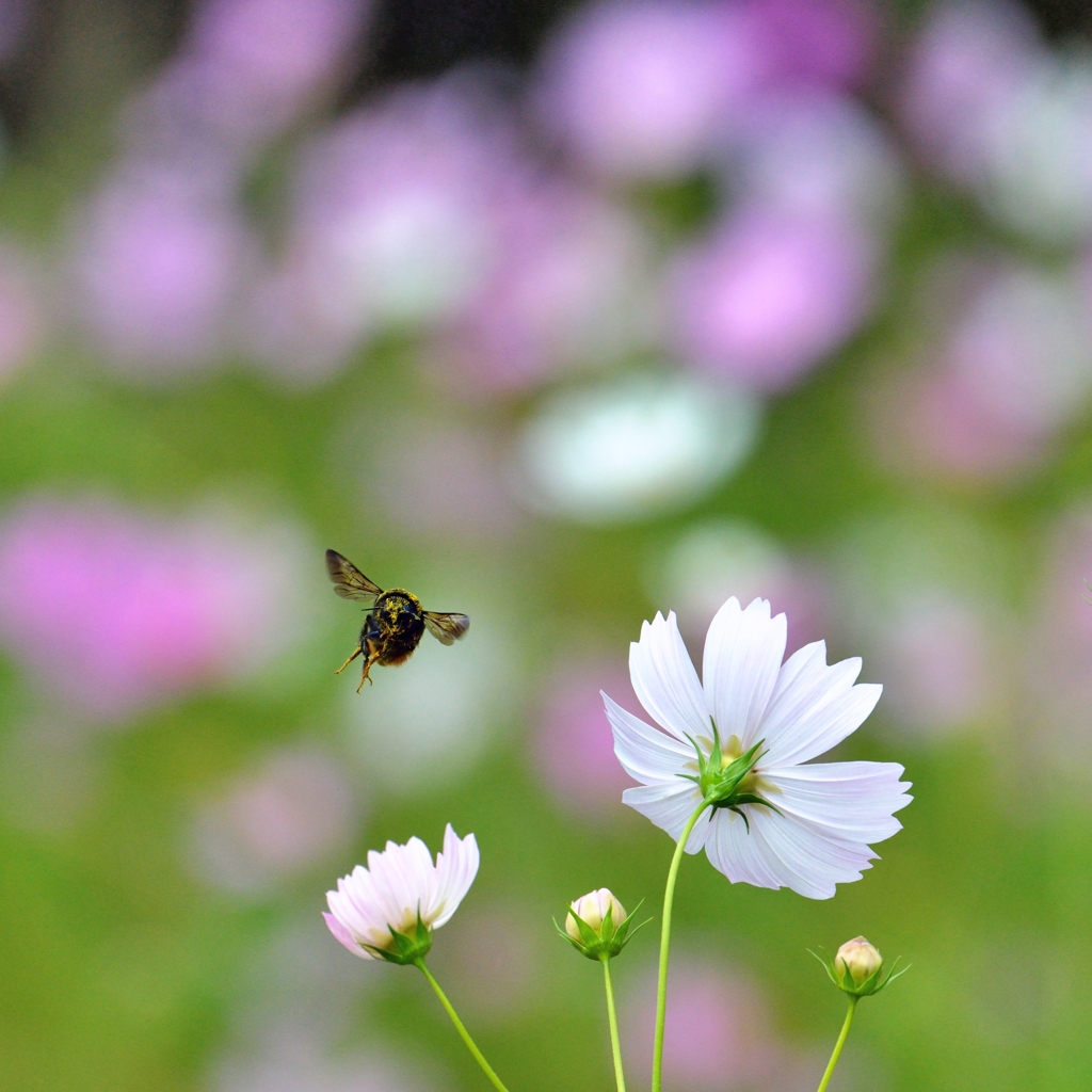 With love from beeⅠ