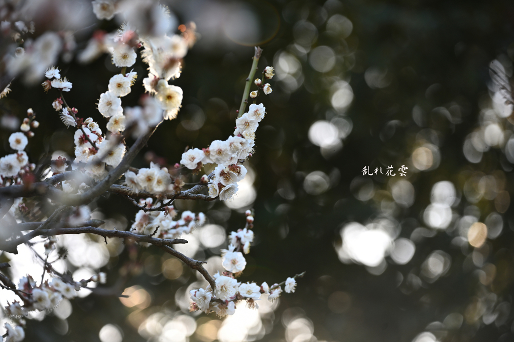 乱れ花雲