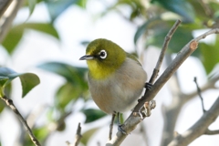 White-eyeⅢ