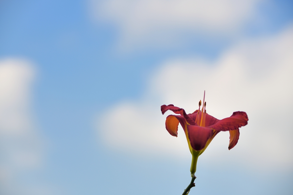 夏　空