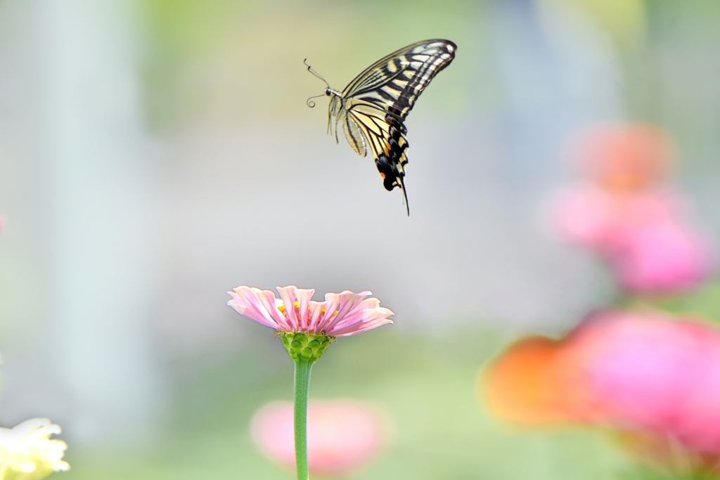 Summer waltz