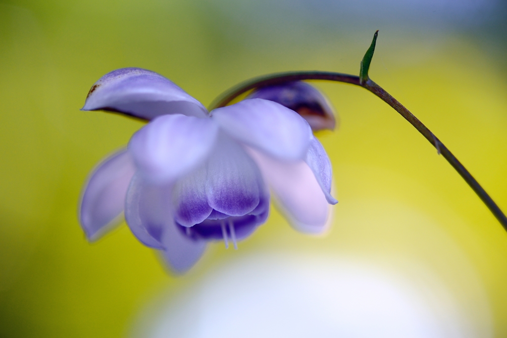 花　鈴Ⅴ