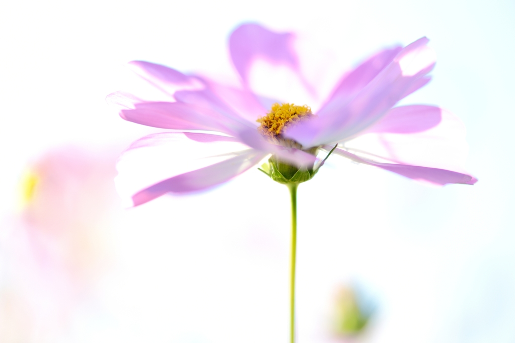昭　か