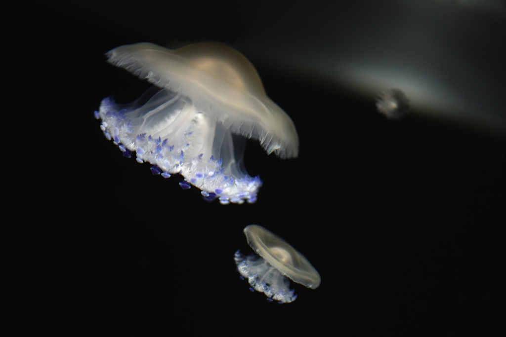 幻想　宇宙へ誘う
