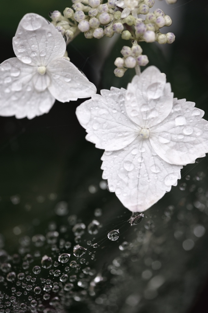 月の雨Ⅳ
