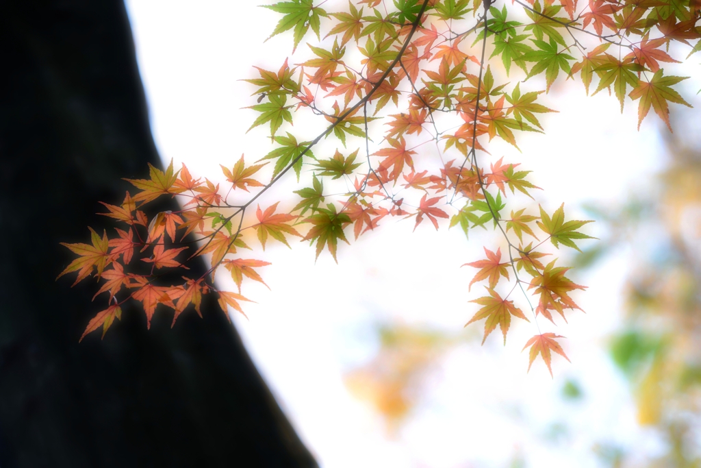 月に偲ぶ