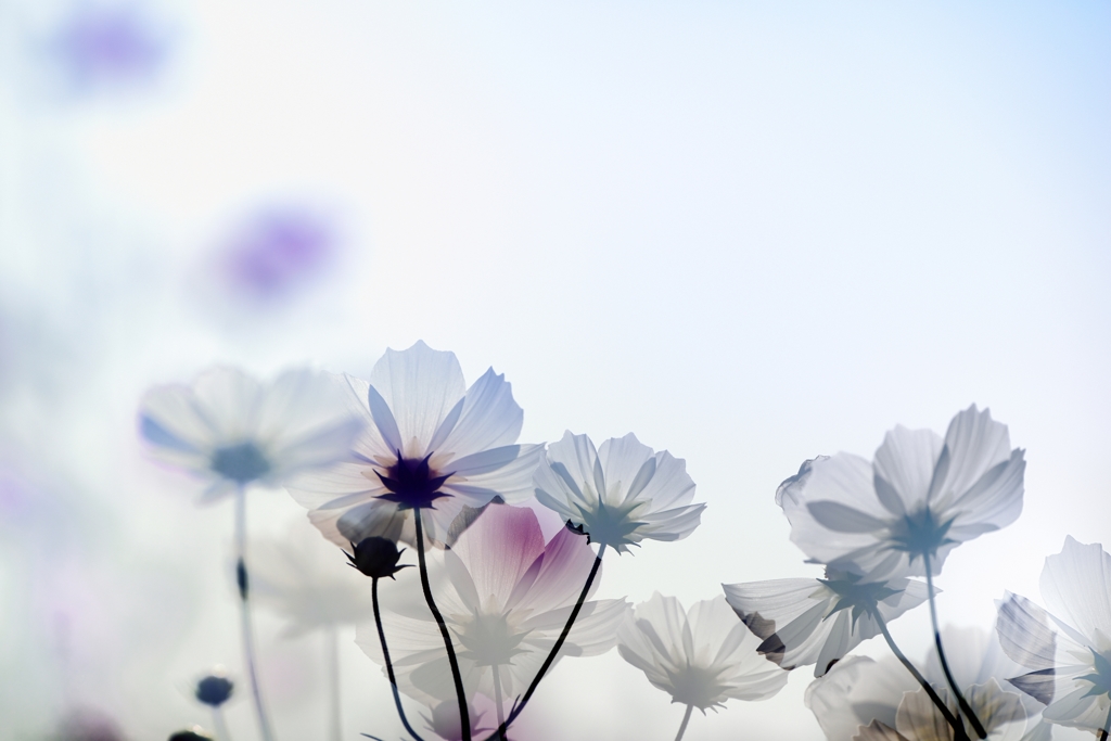 押し花