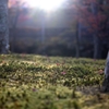 苔庭の秋