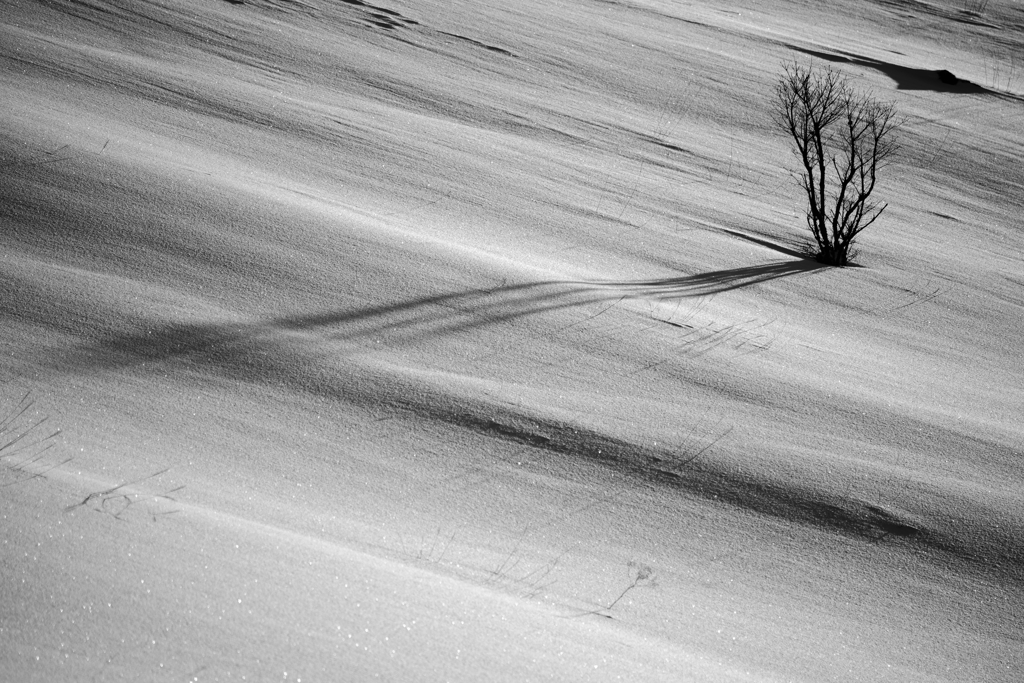 Shadow of winter