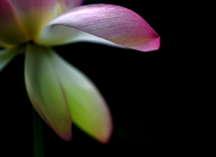 Lotus petal curvaceous