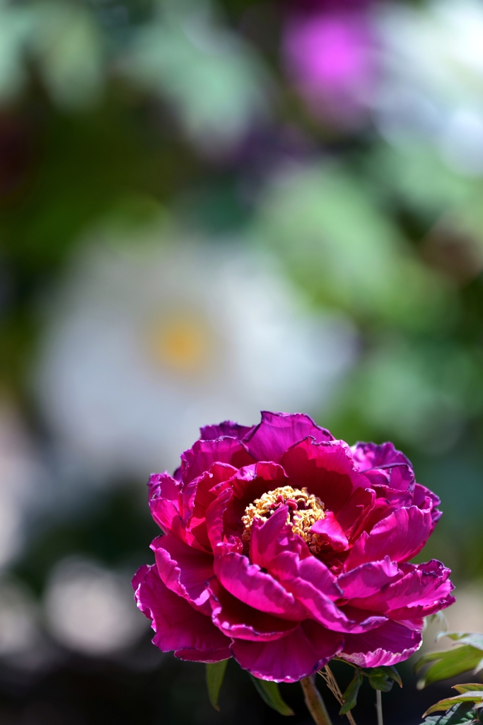 花神達の集い