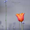 A shy person's joy
