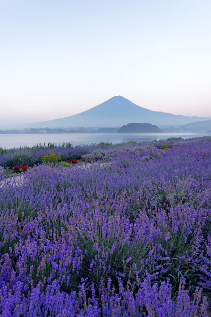 紫蓋の嶺と薫衣草