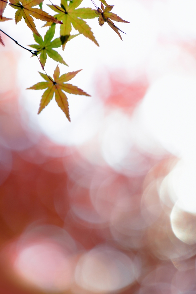 朱（あけ）