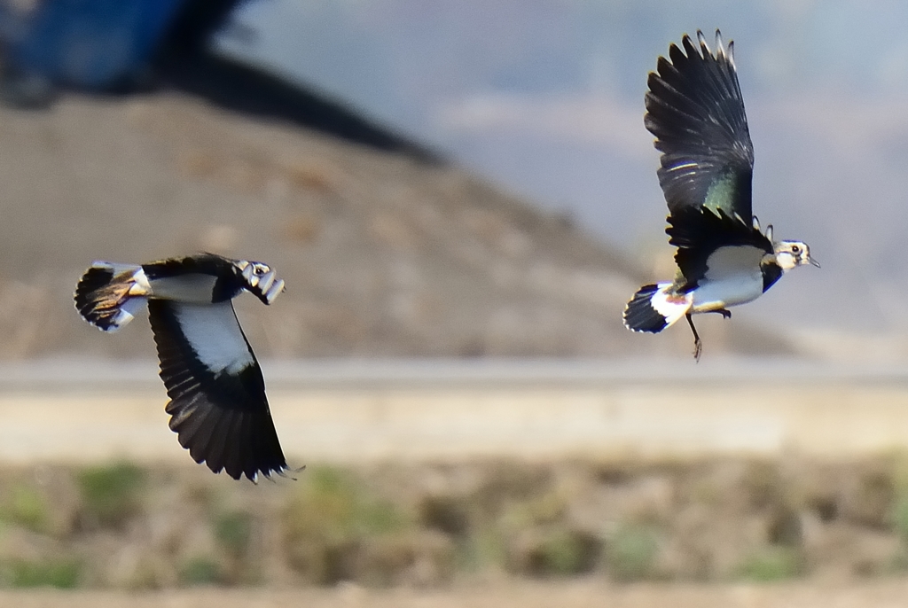 田を蹴って飛び出すタゲリ