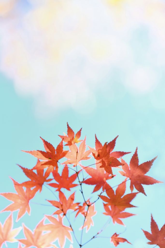 紅 葉 衣