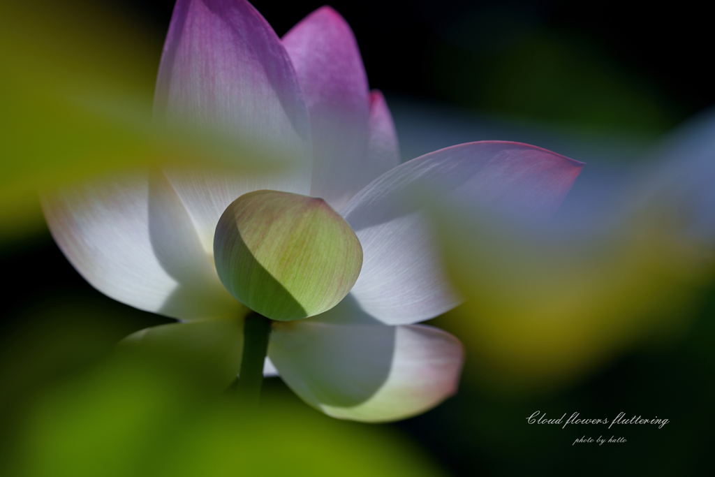 雲花たなびく