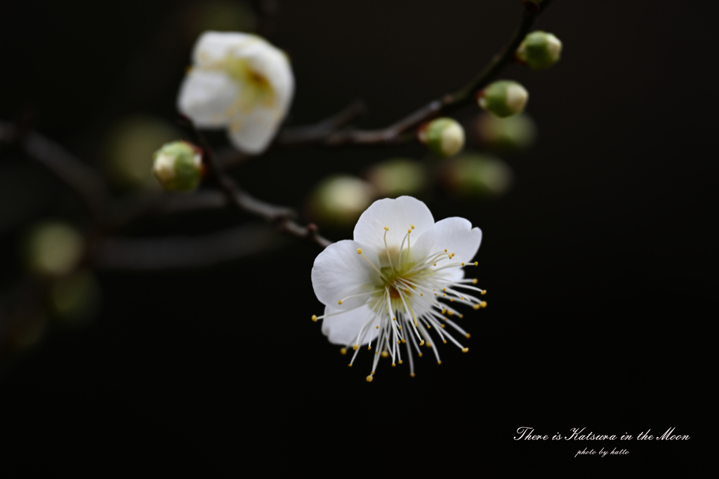 月中に桂樹あり