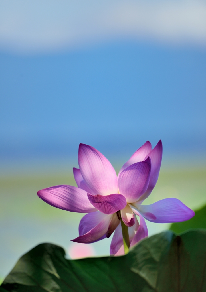 湖北の麗花