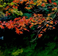 嵯峨野小倉池の紅葉